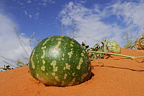 Tsamma melon (Citrullus lanatus) growing on the sand dune, Kgalagadi Transfrontier Park, Kalahari desert, South Africa