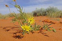 Plant with flowers, growing on sand during the rainy season, Kgalagadi Transfrontier Park, Kalahari desert, South Africa