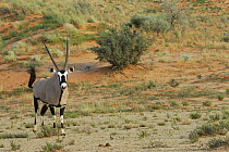 Oryx (Oryx gazella) in the dunes, Kgalagadi Transfrontier Park, Kalahari desert, South Africa