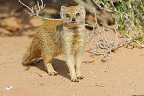 Yellow mongoose (Cynictis penicillata), Kgalagadi Transfrontier Park, Kalahari desert, South Africa