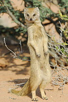 Yellow mongoose (Cynictis penicillata) standing on hind legs, Kgalagadi Transfrontier Park, Kalahari desert, South Africa