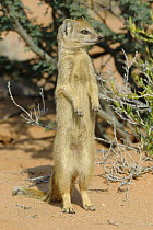 Yellow mongoose (Cynictis penicillata) standing on hind legs, Kgalagadi Transfrontier Park, Kalahari desert, South Africa