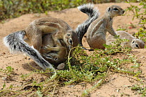 Young Cape ground squirrels (Xerus inauris) playing, Kgalagadi Transfrontier Park, Kalahari desert, South Africa