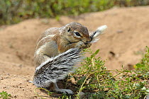 Cape ground squirrel (Xerus inauris) grooming tail, Kgalagadi Transfrontier Park, Kalahari desert, South Africa