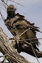 Martial Eagle (Polemaetus bellicosus) perched in tree with feathers ruffled, Kgalagadi Transfrontier Park, Kalahari desert, South Africa