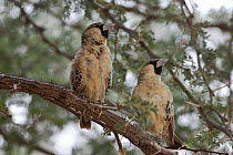 Two Sociable weavers (Philetarus socius) in tree, Kgalagadi Transfrontier Park, Kalahari desert, South Africa