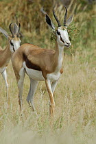 Springbok (Antidorcas marsupialis) male in rut with vegetation on horns, Aoub valley, Kgalagadi Transfrontier Park, Kalahari desert, South Africa