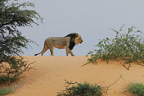 African lion (Panthera leo) male with black mane in dunes, Kgalagadi Transfrontier Park, Kalahari desert, South Africa