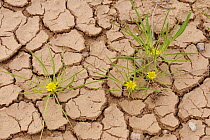 Flowers growing on dried lake after rainy season, Kgalagadi Transfrontier Park, Kalahari desert, South Africa