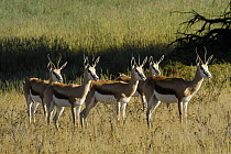 Springbok herd (Antidorcas marsupialis) Aoub valley, Kgalagadi Transfrontier Park, Kalahari desert, South Africa