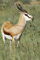 Male Springbok (Antidorcas marsupialis) grazing, Aoub valley, Kgalagadi Transfrontier Park, Kalahari desert, South Africa