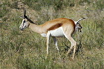 Springbok giving birth (Antidorcas marsupialis), Kgalagadi Transfrontier Park, Kalahari desert, South Africa