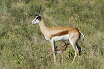Springbok with newborn calf (Antidorcas marsupialis), Kgalagadi Transfrontier Park, Kalahari desert, South Africa