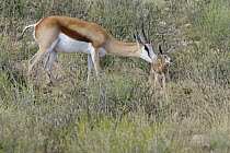 Springbok (Antidorcas marsupialis) licking newborn calf, Kgalagadi Transfrontier Park, Kalahari desert, South Africa
