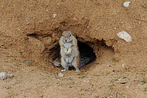 Cape ground squirrel (Xerus inauris) at burrow entrance, Kgalagadi Transfrontier Park, Kalahari desert, South Africa