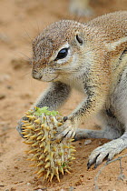 Cape ground squirrel (Xerus inauris) feeding on Gemsbok cucumber, Kgalagadi Transfrontier Park, Kalahari desert, South Africa