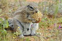 Cape ground squirrel (Xerus inauris) feeding on Gemsbok cucumber, Kgalagadi Transfrontier Park, Kalahari desert, South Africa