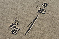 Antelope footprints in the white sand, Kalahari desert, South Africa