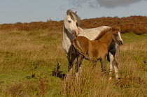 Domestic Pony / Horse {Equus caballus} mare with foal, Long Mynd, Shropshire, UK