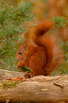 Red Squirrel {Sciurus vulgaris} feeding on Scot's pine cone, Formby, UK