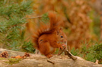 Red Squirrel {Sciurus vulgaris} feeding on Scot's pine cone, Formby, UK