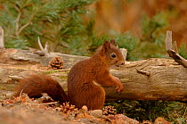 Red Squirrel {Sciurus vulgaris} amongst Scot's pine cones, Formby, UK