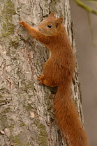 Red Squirrel {Sciurus vulgaris} climbing Scots pine tree, Formby, UK