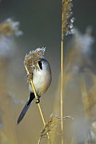 Bearded Tit (Panurus biarmicus) male feeding on the seed heads of reeds, Finland, February