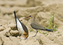 Collared Pratincole (Glareola pratincola) pair at ground nest, Oman, March