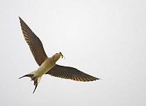 Collared Pratincole (Glareola pratincola) flying, carrying insect prey to nest, Oman, March