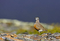Dotterel (Charadrius morinellus) breeding plumage, Lapland, Finland, June