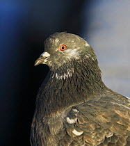 Rock dove / Feral Pigeon (Columba livia) Helsinki Finland December