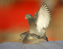 Rock dove / Feral Pigeon (Columba livia) pair mating, Helsinki Finland December