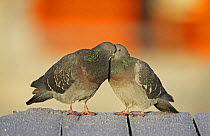 Rock dove / Feral Pigeon (Columba livia) two birds interacting, Helsinki Finland December