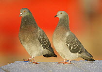 Rock dove / Feral Pigeon (Columba livia), pair, Helsinki Finland, December
