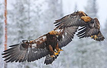 Golden Eagle (Aquila chrysaetos) two fighting in flight, Utajrvi, Finland, February. Magic Moments book plate.