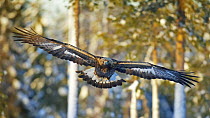 Golden Eagle (Aquila chrysaetos) flying, Utajrvi, Finland, January