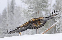 Golden Eagle (Aquila chrysaetos) flying over snow, Utajrvi, Finland February