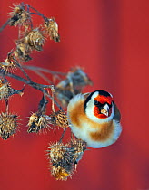 Goldfinch (Carduelis carduelis) on seedheads, Helsinki Finland December. Magic Moments book plate.