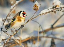 Goldfinch (Carduelis carduelis) on snow covered branch, Helsinki Finland, December