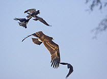 Greater Spotted Eagle (Aquila clanga) being mobbed by Crows, Sultanate of Oman, November