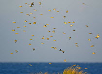 Flock of Greenfinch (Carduelis chloris) flying, Sweden, November