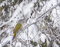 Greyfaced Woodpecker (Picus canus) on snow covered branch, Anjalankoski, Finland