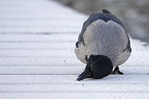 Hooded Crow (Corvus cornix) trying to remove food stuff from frozen walkway, Helsinki, Finland, December