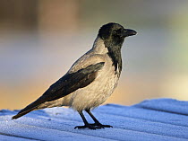 Hooded Crow (Corvus cornix) Helsinki, Finland, December