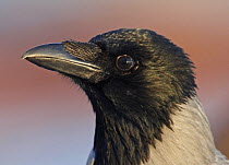 Hooded Crow (Corvus cornix) portrait, Helsinki, Finland, December