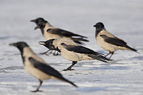 Hooded Crow (Corvus cornix) group showing aggression, Porvoo, Finland, March