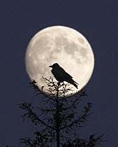 Hooded Crow (Corvus cornix) silhouetted against the full moon, Helsinki, Finland, December