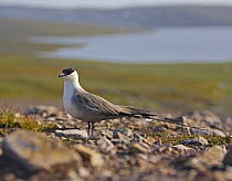 Long-tailed Skua (Stercorarius longicaudus) Norway July