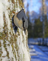 European nuthatch (Sitta europae) on trunk is frost, Helsinki, Finland, November